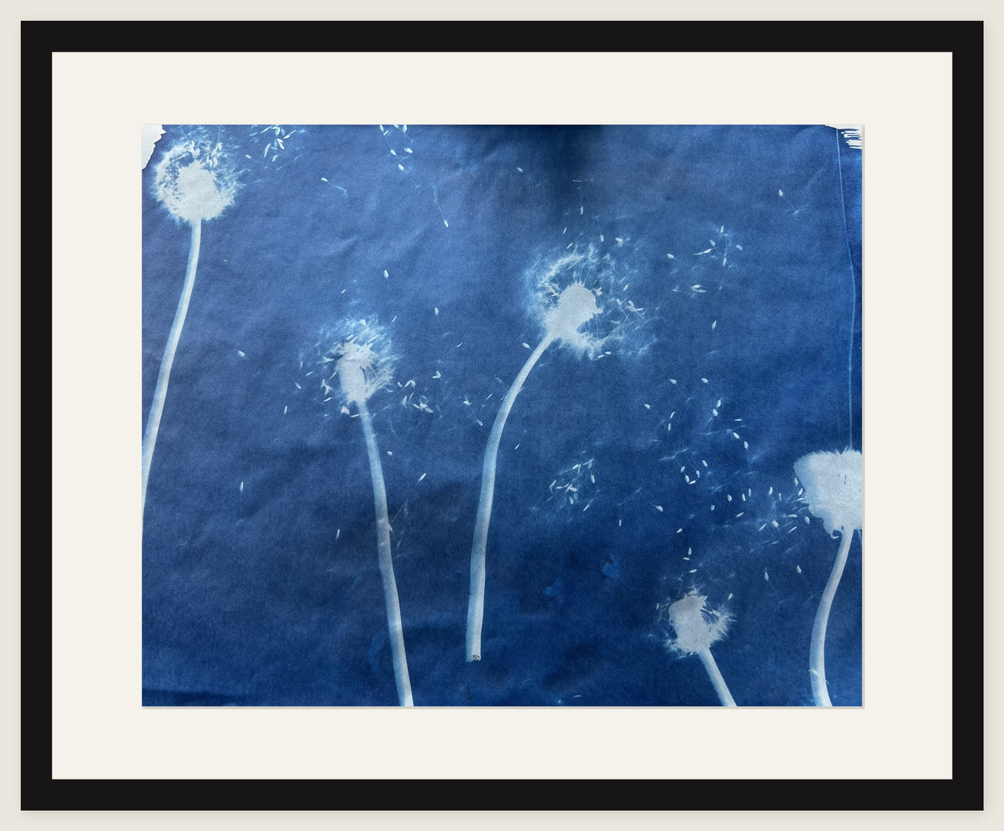Dandelion Clocks