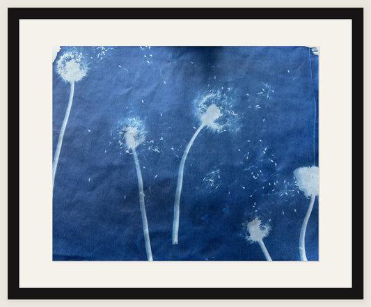 Dandelion Clocks