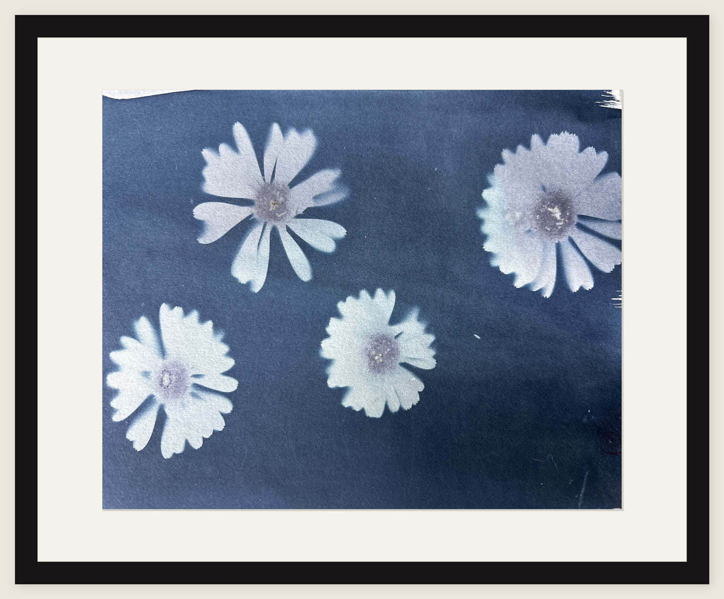 Four Daisies