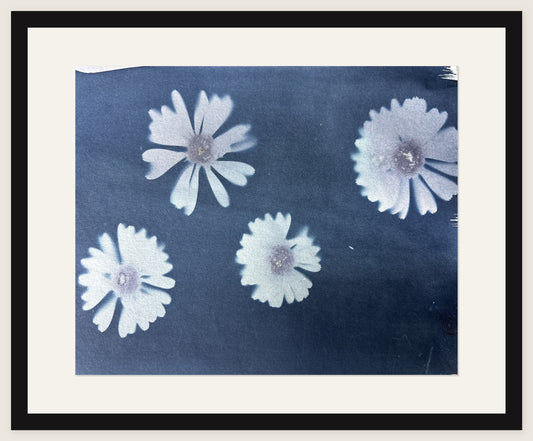 Four Daisies