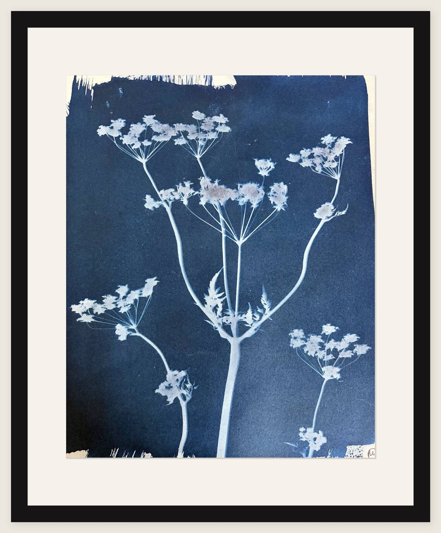 Cow Parsley Canopy