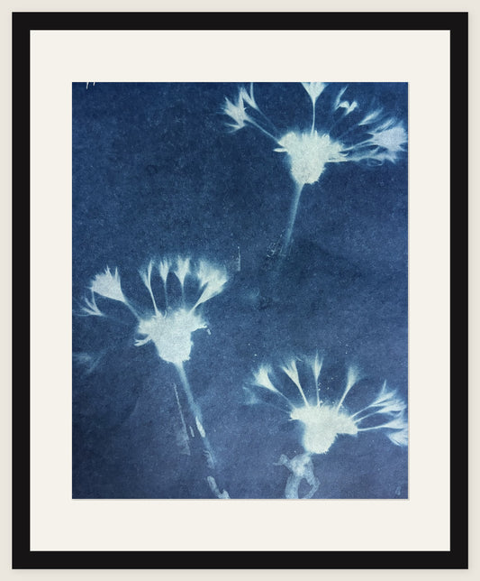 Three Thistle Heads