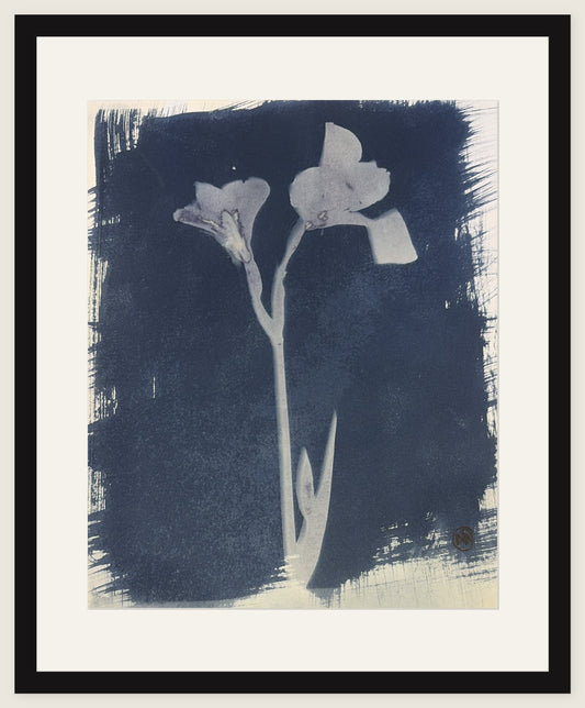 Two Blooms, Dark Ground